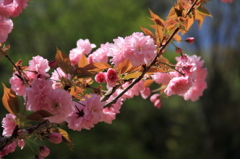 八重桜2012-2