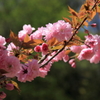 八重桜2012-2