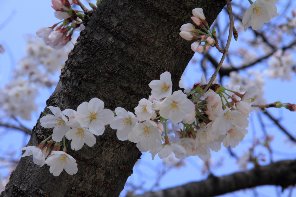 桜⑤