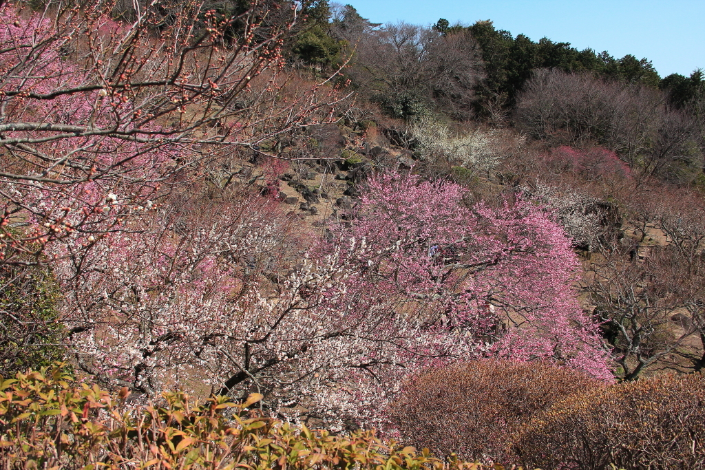 ⑥筑波山梅林