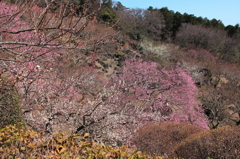 ⑥筑波山梅林