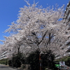 桜①