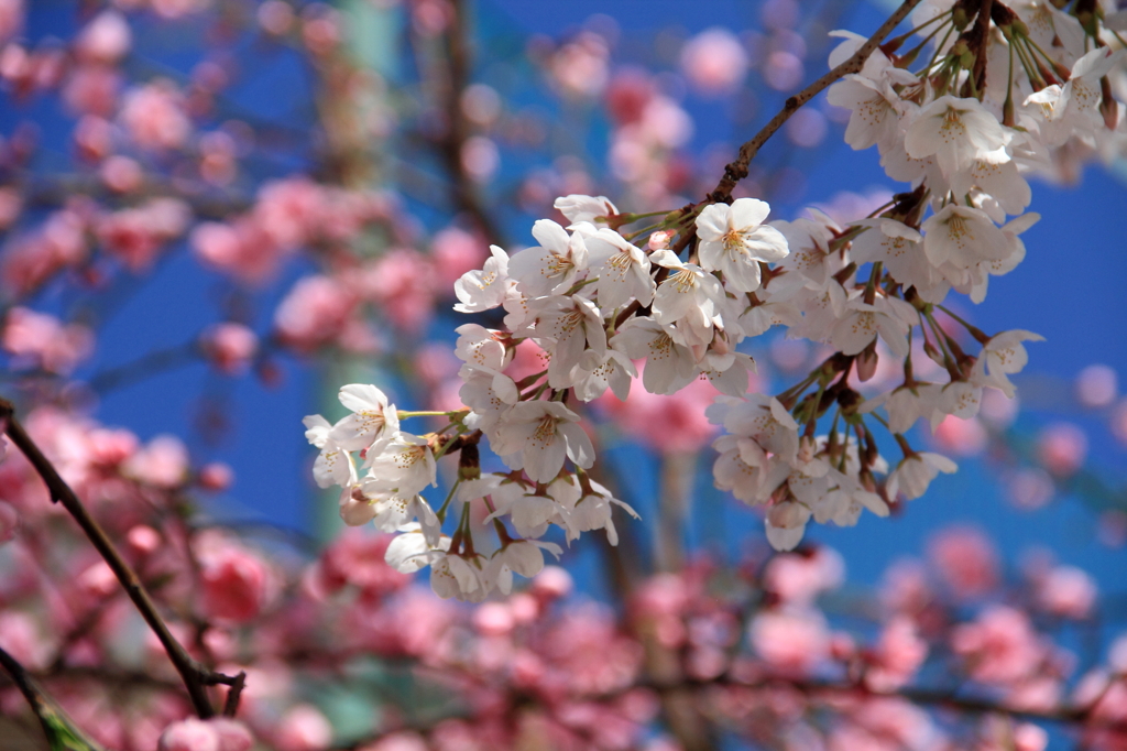 桜⑤