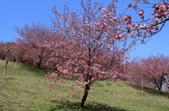 八重桜2012-1