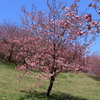 八重桜2012-1