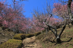 ⑦筑波山梅林
