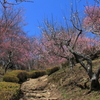 ⑦筑波山梅林