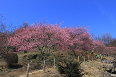 ⑩筑波山梅林