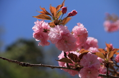 八重桜2012-3