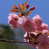 八重桜2012-3