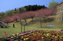八重桜2012-4