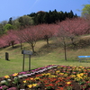 八重桜2012-4