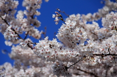 桜④
