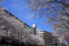 桜③