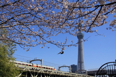 桜③