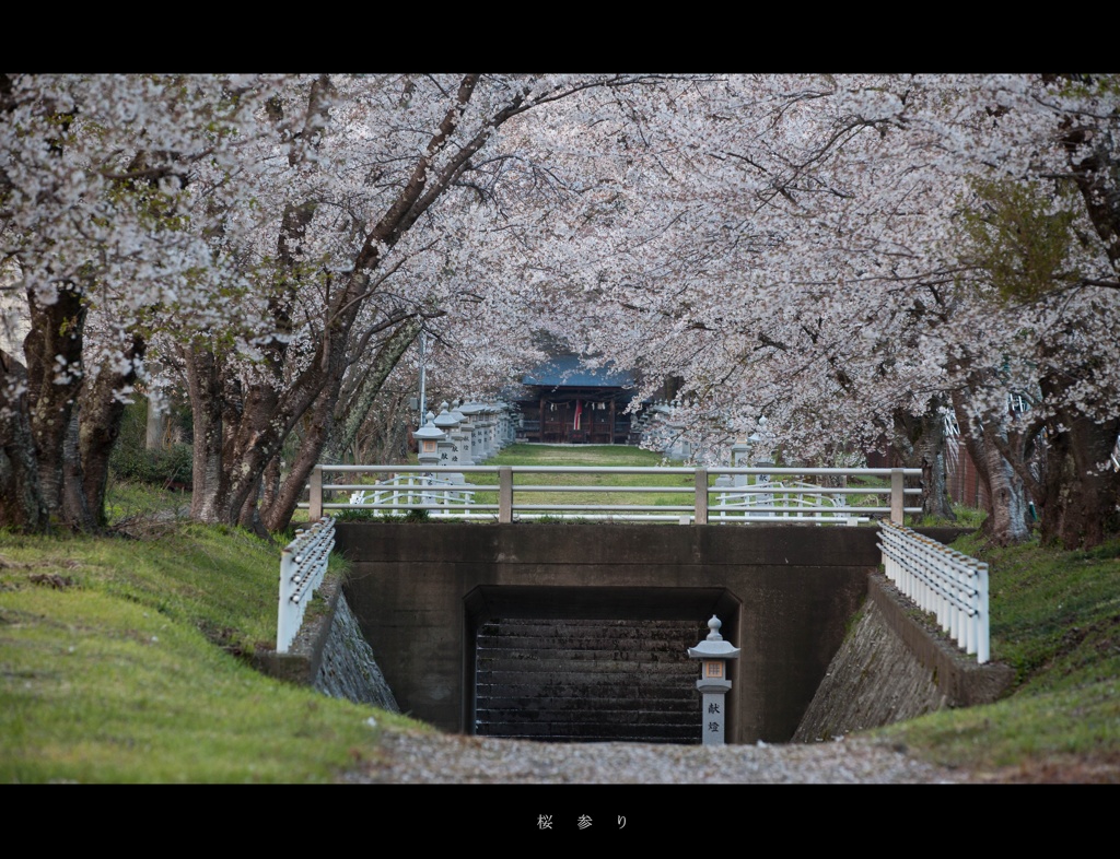 桜参り