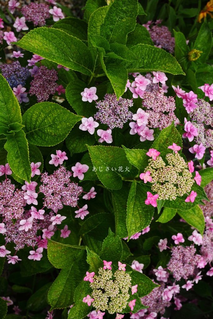 家の紫陽花たち1