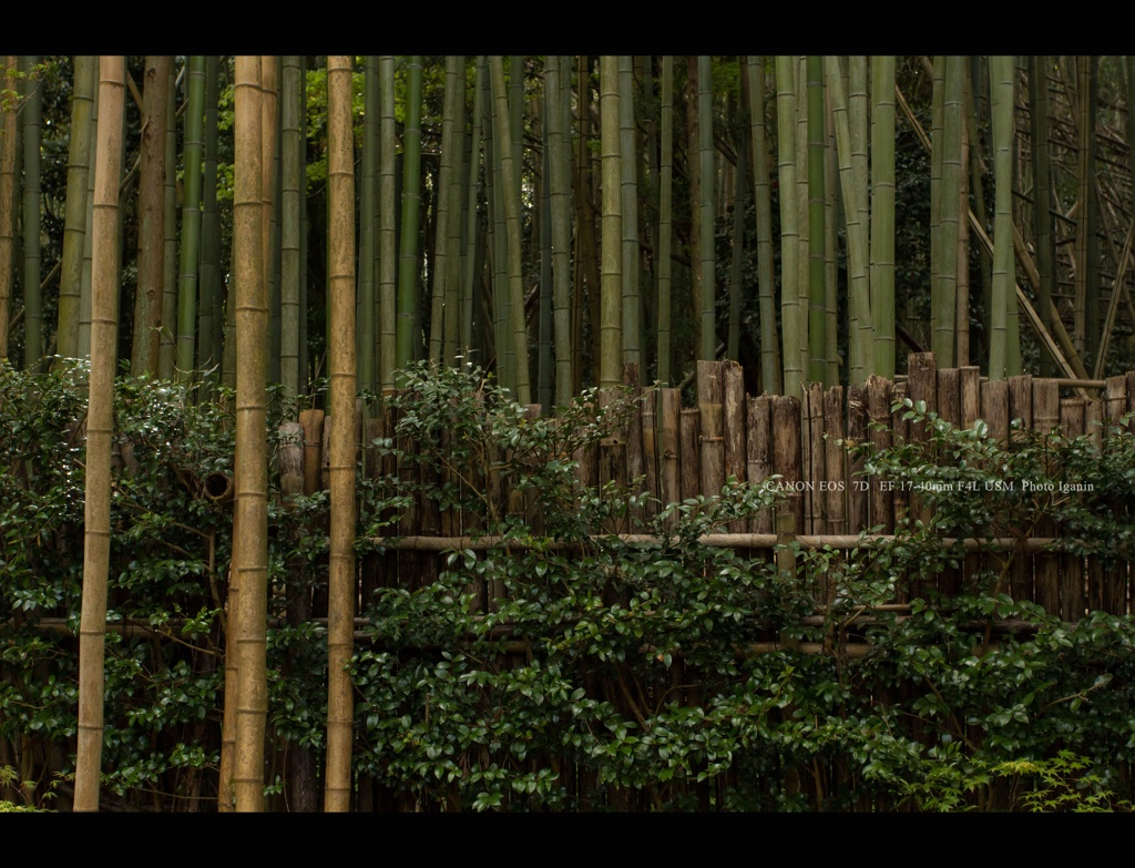 近江名刹紀行【石の寺－教林坊】　竹寺