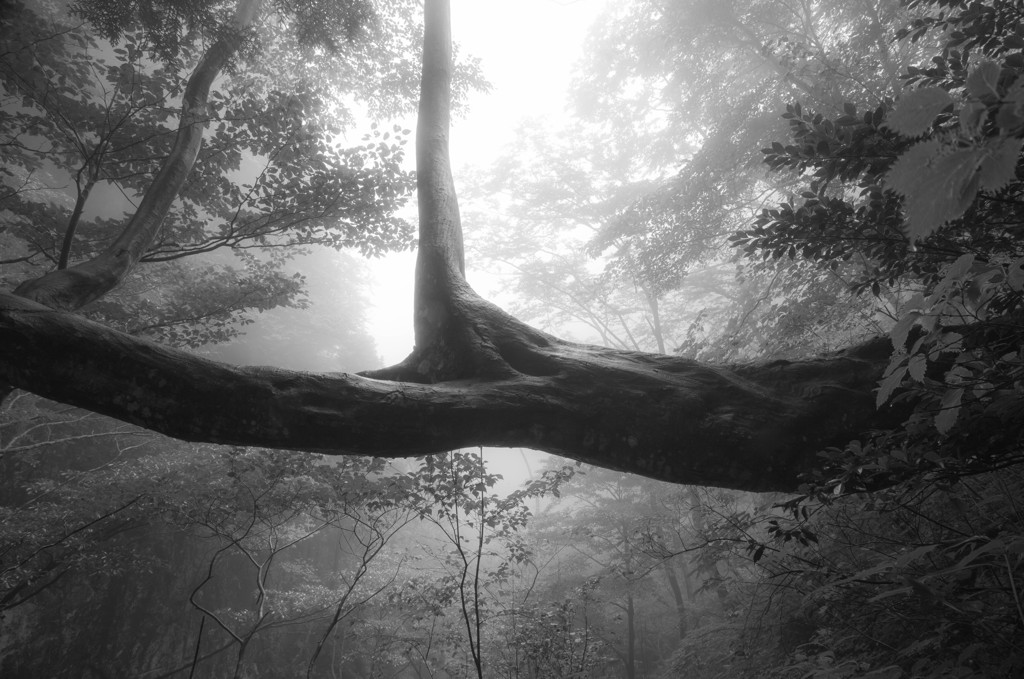 Branching point