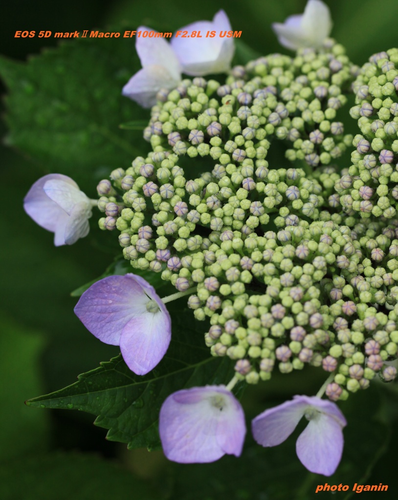 家の庭。額紫陽花