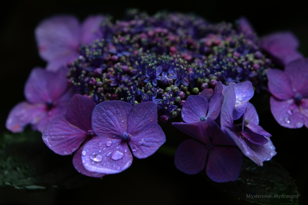 家の紫陽花たち6