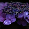 家の紫陽花たち6