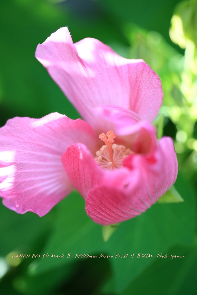 芙蓉の咲く頃