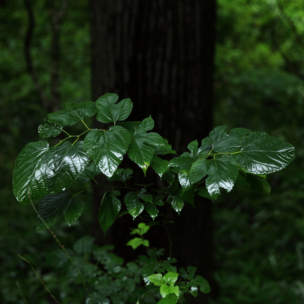 湿雨