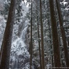 細 雪＿樹間の流れ