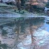岐阜桜紀行