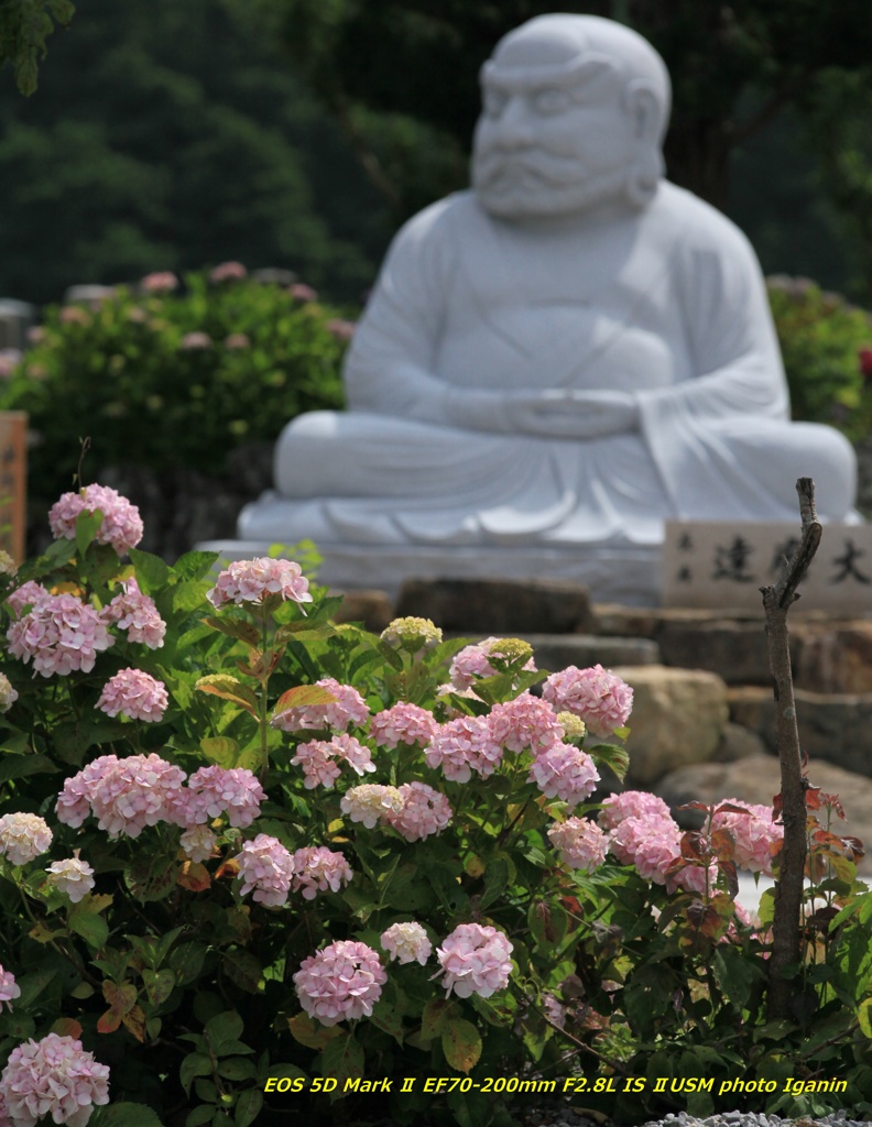 達磨大師も愛でる