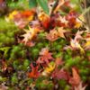 Little autumn