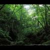 Deep forest