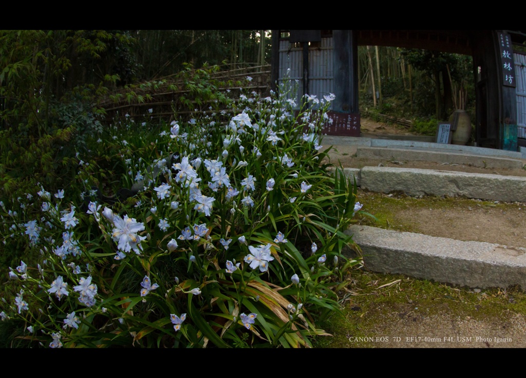 近江名刹紀行【石の寺－教林坊】　シャガの彩り