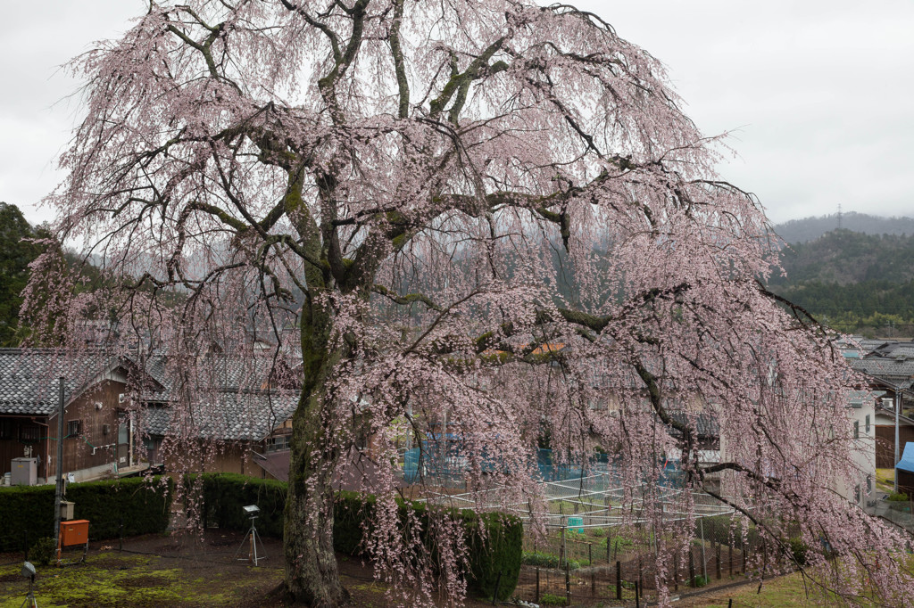 里見桜