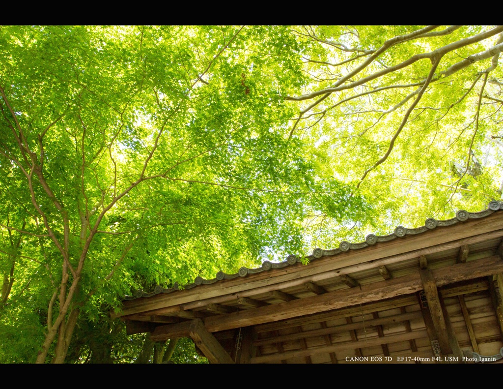 【京都お寺さん巡り】　山門の彩り