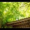 【京都お寺さん巡り】　山門の彩り