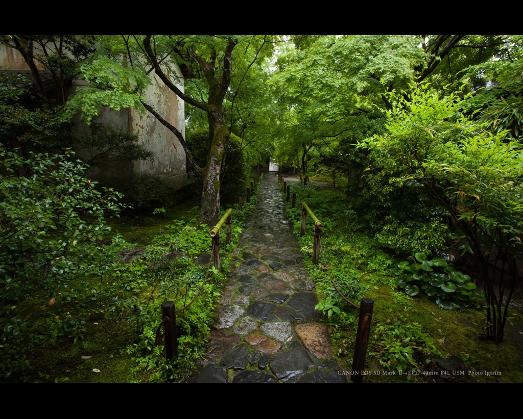 青時雨