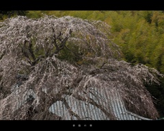 春陰の華