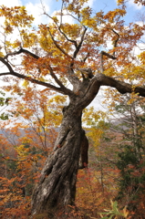 Dancer in the forest