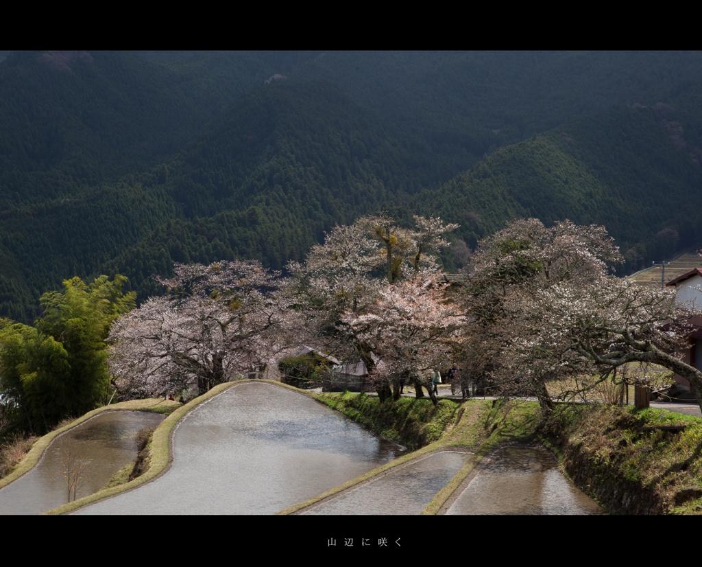 山辺に咲く