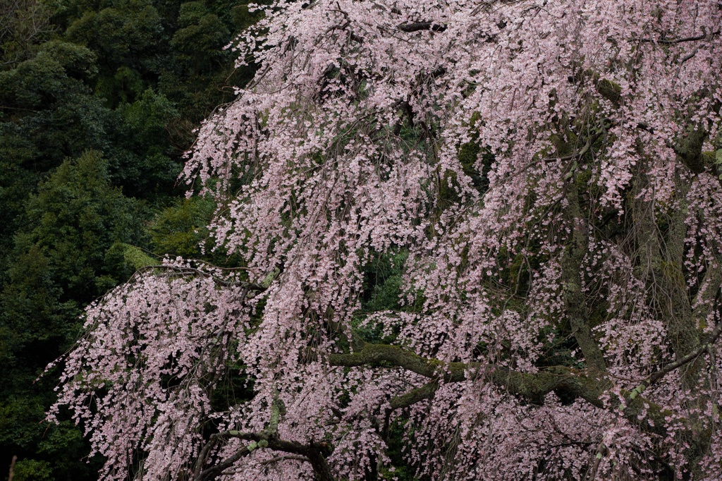 桜華