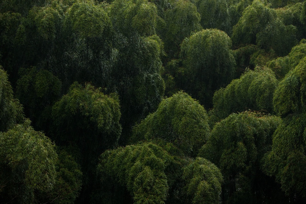 妖竹