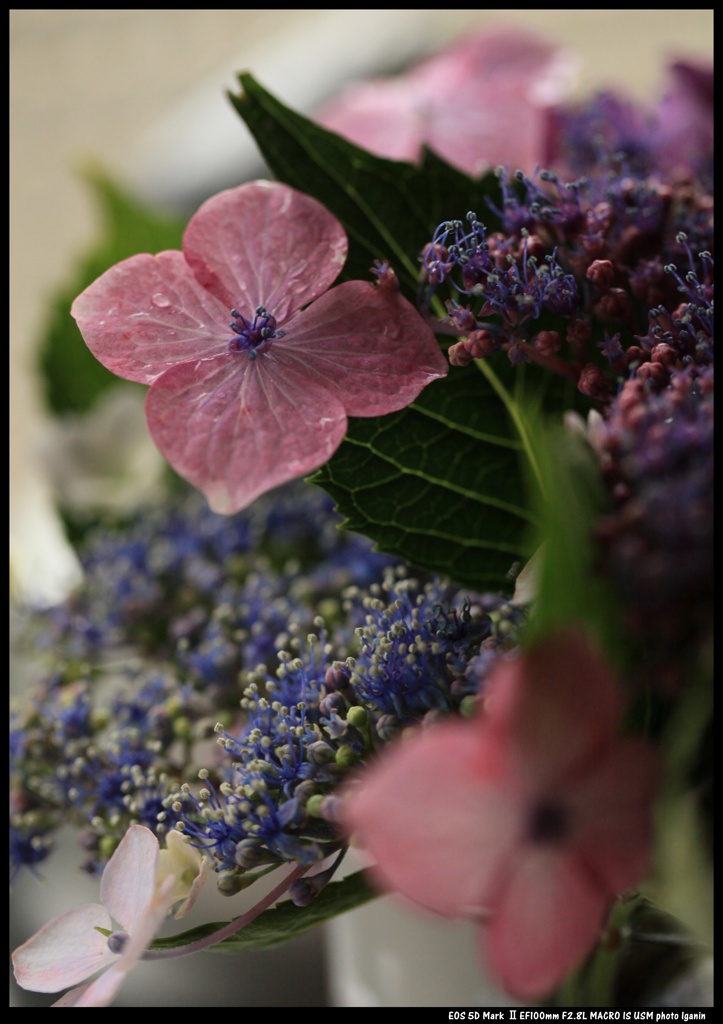 花瓶の紫陽花