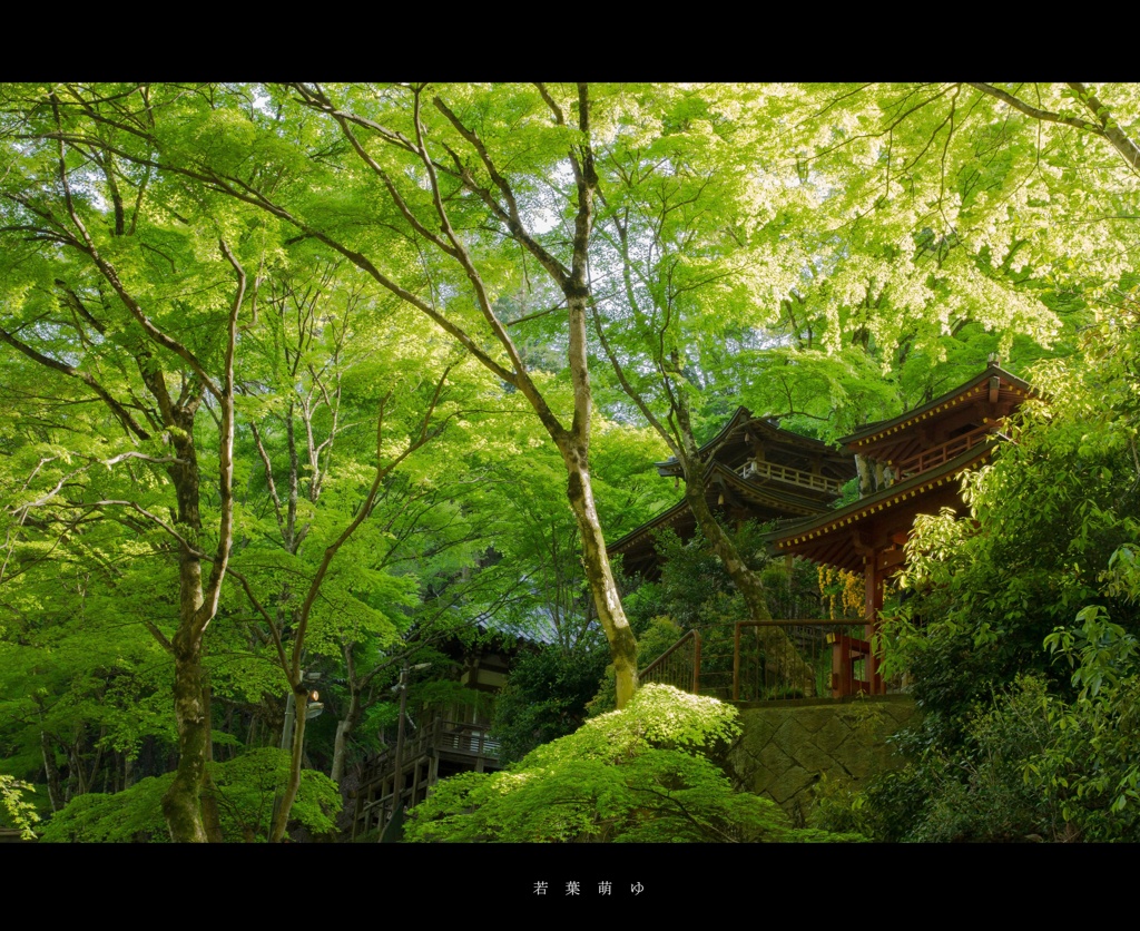 【京都お寺さん巡り】若葉萌ゆ