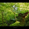 【京都お寺さん巡り】若葉萌ゆ