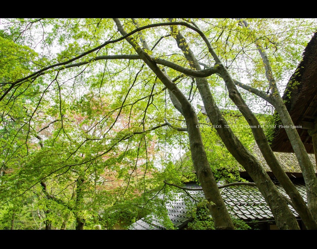 近江名刹紀行【石の寺－教林坊】　モミジ彩る