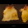 【蝋梅】蝋梅灯