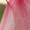 petal