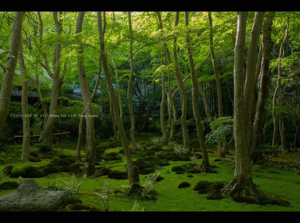 【京都お寺さん巡り】新樹の庭